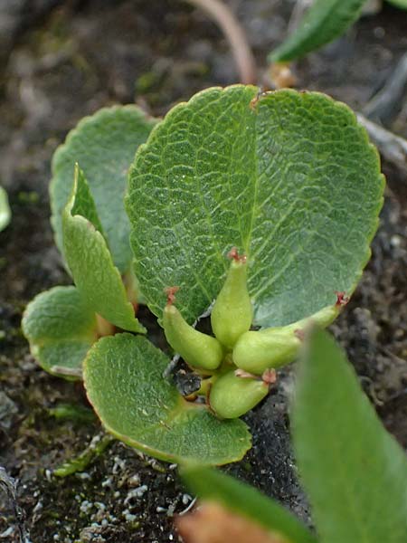 Salix herbacea \ Kraut-Weide / Dwarf Willow, Snowbed Willow, I Passo di Gavia 11.7.2026