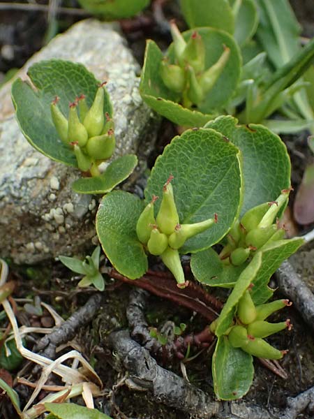 Salix herbacea \ Kraut-Weide / Dwarf Willow, Snowbed Willow, I Passo di Gavia 11.7.2026