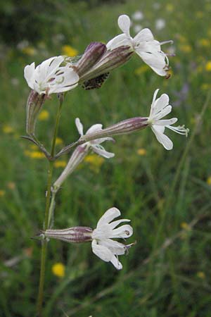 Silene italica \ Italienisches Leimkraut / Italian Campion, I Campo Imperatore 5.6.2007