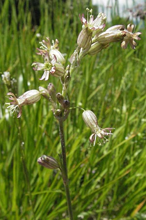 Silene roemeri \ Roemers Leimkraut / Roemer's Catchfly, I Monti Sibillini 8.6.2007
