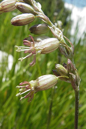 Silene roemeri \ Roemers Leimkraut / Roemer's Catchfly, I Monti Sibillini 8.6.2007