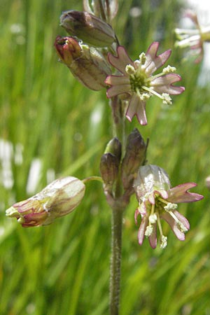Silene roemeri \ Roemers Leimkraut / Roemer's Catchfly, I Monti Sibillini 8.6.2007