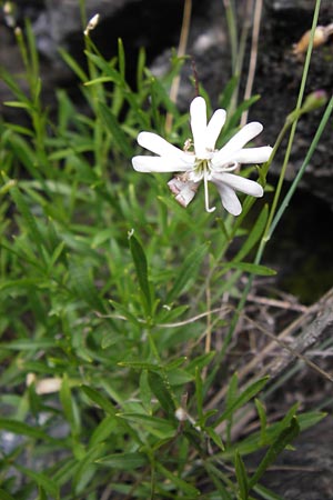 Silene hayekiana \ Hayeks Leimkraut / Hayek Catchfly, I Liguria, Sassello 25.5.2013