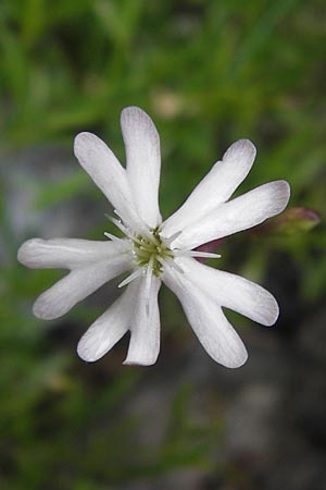 Silene hayekiana \ Hayeks Leimkraut / Hayek Catchfly, I Liguria, Sassello 25.5.2013
