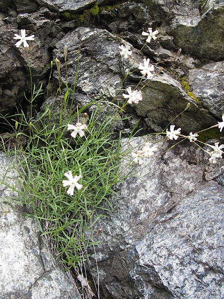 Silene hayekiana \ Hayeks Leimkraut / Hayek Catchfly, I Liguria, Sassello 25.5.2013