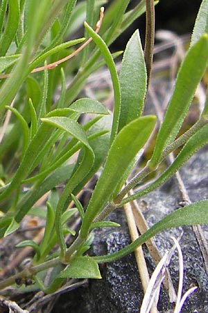 Silene hayekiana \ Hayeks Leimkraut / Hayek Catchfly, I Liguria, Sassello 25.5.2013