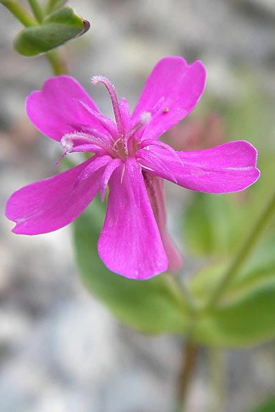 Silene armeria \ Nelken-Leimkraut / Sweet-William Campion, I Liguria, Sassello 25.5.2013