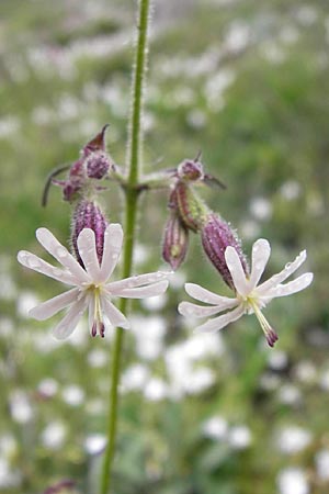 Silene nutans \ Nickendes Leimkraut / Nottingham Catchfly, I Liguria, Col de San Bernardo 28.5.2013