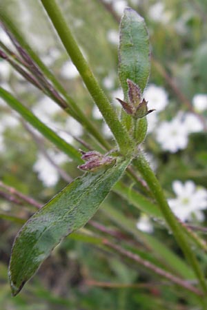 Silene nutans \ Nickendes Leimkraut / Nottingham Catchfly, I Liguria, Col de San Bernardo 28.5.2013