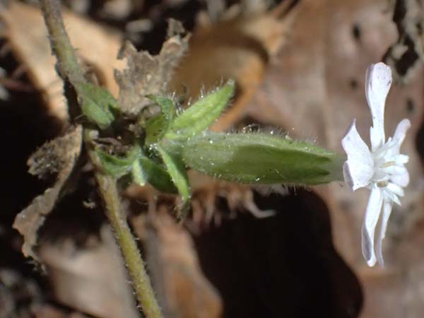 Silene latifolia subsp. alba \ Weie Lichtnelke / White Campion, I Liguria, Passo di Cento Croci 27.9.2023