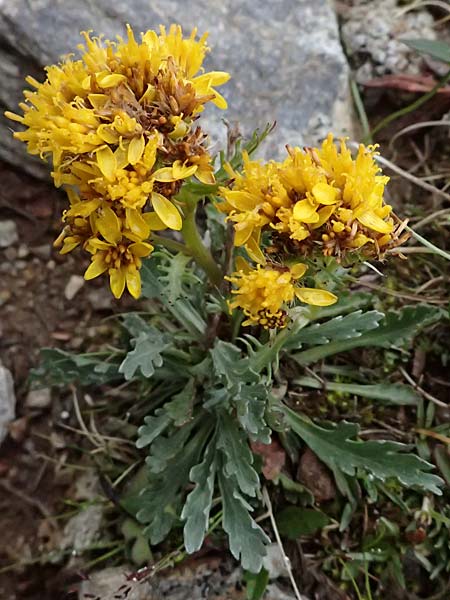 Senecio incanus subsp. carniolicus \ Krainer Greiskraut / Carniolan Ragwort, I Passo di Gavia 6.7.2026