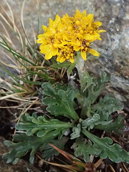 Senecio incanus subsp. carniolicus \ Krainer Greiskraut / Carniolan Ragwort, I Passo di Gavia 6.7.2026