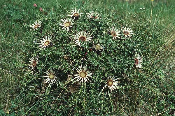 Carlina acaulis \ Silberdistel, Eberwurz / Stemless Carline Thistle, I Süd-Tirol, Schlanders 8.9.1994