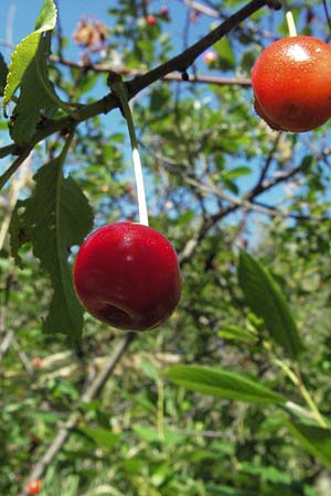 Prunus cerasus \ Sauer-Kirsche, Weichsel / Sour Cherry, I Ancona 30.5.2007