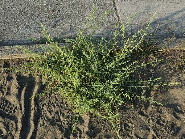 Salsola kali subsp. kali \ Kali-Salzkraut / Prickly Glasswort, I Liguria, Sestri Levante 3.10.2023