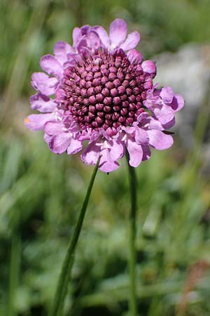 Scabiosa lucida subsp. lucida \ Glnzende Skabiose / Shining Scabious, I Südtirol,  Plätzwiese 5.7.2022