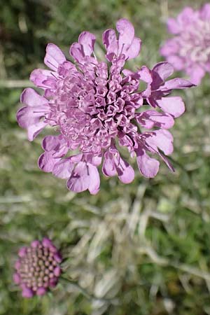 Scabiosa lucida subsp. lucida \ Gl�nzende Skabiose / Shining Scabious, I Lago di Cancano 10.7.2026