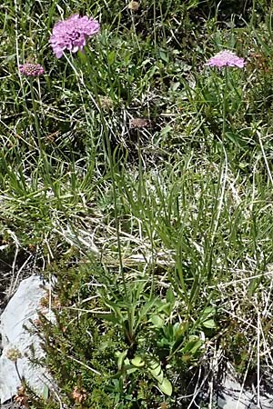 Scabiosa lucida subsp. lucida \ Gl�nzende Skabiose / Shining Scabious, I Lago di Cancano 10.7.2026