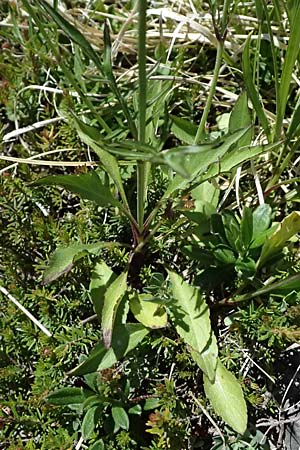 Scabiosa lucida subsp. lucida \ Gl�nzende Skabiose / Shining Scabious, I Lago di Cancano 10.7.2026