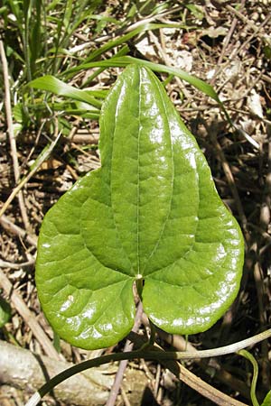 Dioscorea communis \ Schmerwurz / Black Bryony, I Genua 22.5.2010