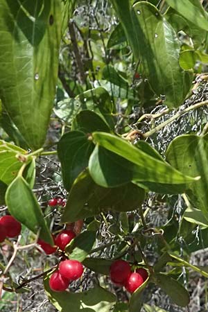 Smilax aspera \ Stechwinde / Rough Bindweed, I Liguria, Moneglia 26.9.2023