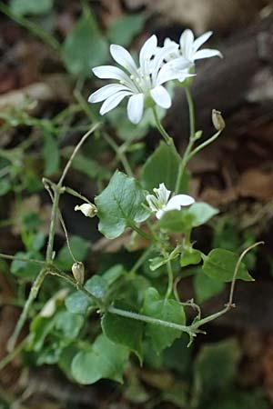 Stellaria montana \ Stachelsamige Wald-Sternmiere / Wood Stitchwort, I Liguria, Passo di Cento Croci 27.9.2023