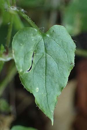 Stellaria montana \ Stachelsamige Wald-Sternmiere / Wood Stitchwort, I Liguria, Passo di Cento Croci 27.9.2023