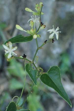 Smilax aspera \ Stechwinde / Rough Bindweed, I Liguria, Cinque Terre 28.9.2023