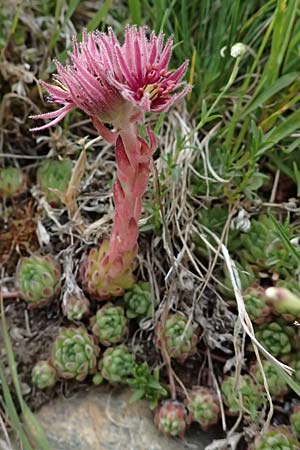 Sempervivum montanum \ Berg-Hauswurz / Mountain House-Leek, I Passo di Gavia 6.7.2026