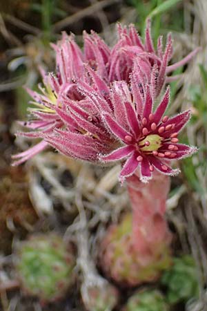 Sempervivum montanum \ Berg-Hauswurz / Mountain House-Leek, I Passo di Gavia 6.7.2026