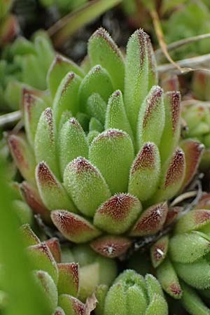 Sempervivum montanum \ Berg-Hauswurz / Mountain House-Leek, I Passo di Gavia 6.7.2026