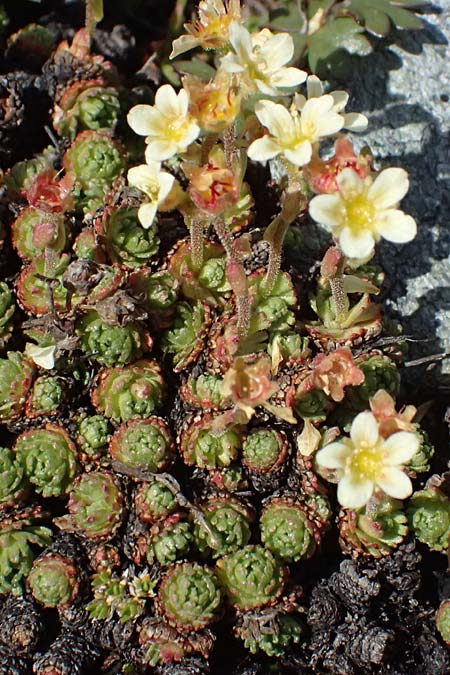 Saxifraga moschata \ Moschus-Steinbrech / Musky Saxifrage, I Stilfser Joch / Passo dello Stelvio 7.7.2026