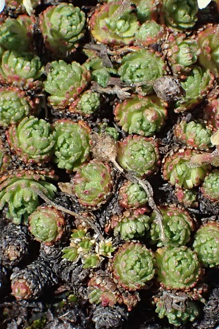 Saxifraga moschata \ Moschus-Steinbrech / Musky Saxifrage, I Stilfser Joch / Passo dello Stelvio 7.7.2026