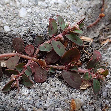 Chamaesyce maculata \ Gefleckte Wolfsmilch / Spotted Spurge, Spotted Sandmat, I Bormio 7.7.2026