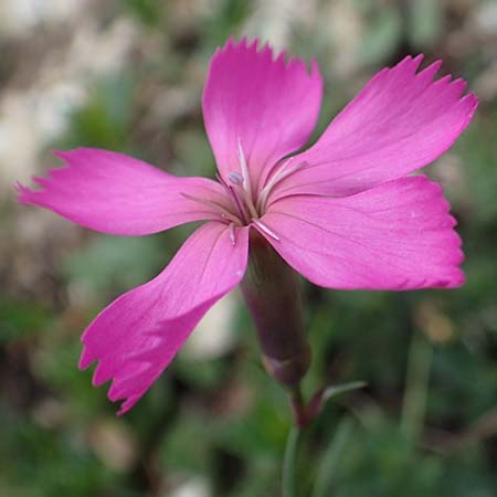Dianthus sylvestris subsp. godronianus \ Jungfr&auml;uliche Stein-Nelke, Godrons Nelke / Virgin Pink, I S&uuml;dtirol,  Pl&auml;tzwiese 5.7.2022