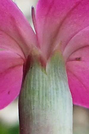 Dianthus sylvestris subsp. godronianus \ Jungfr&auml;uliche Stein-Nelke, Godrons Nelke / Virgin Pink, I S&uuml;dtirol,  Pl&auml;tzwiese 5.7.2022