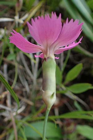 Dianthus sylvestris subsp. godronianus \ Jungfr&auml;uliche Stein-Nelke, Godrons Nelke / Virgin Pink, I S&uuml;dtirol,  Pl&auml;tzwiese 5.7.2022