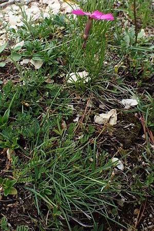 Dianthus sylvestris subsp. godronianus \ Jungfr&auml;uliche Stein-Nelke, Godrons Nelke / Virgin Pink, I S&uuml;dtirol,  Pl&auml;tzwiese 5.7.2022
