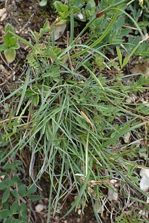 Dianthus sylvestris subsp. godronianus \ Jungfr&auml;uliche Stein-Nelke, Godrons Nelke / Virgin Pink, I S&uuml;dtirol,  Pl&auml;tzwiese 5.7.2022