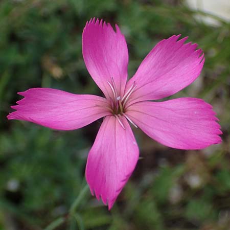 Dianthus sylvestris subsp. godronianus \ Jungfr&auml;uliche Stein-Nelke, Godrons Nelke / Virgin Pink, I S&uuml;dtirol,  Pl&auml;tzwiese 5.7.2022