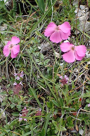 Dianthus sylvestris subsp. godronianus \ Jungfr&auml;uliche Stein-Nelke, Godrons Nelke / Virgin Pink, I S&uuml;dtirol,  Pl&auml;tzwiese 5.7.2022