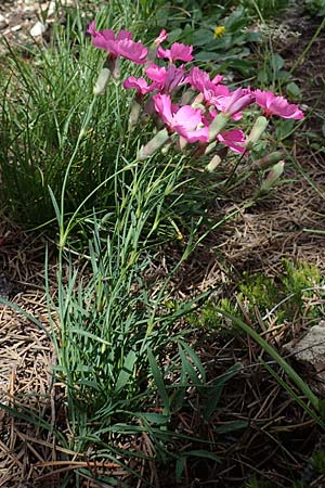 Dianthus sylvestris subsp. godronianus \ Jungfr&auml;uliche Stein-Nelke, Godrons Nelke / Virgin Pink, I S&uuml;dtirol,  Pl&auml;tzwiese 5.7.2022