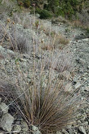 Schoenus nigricans \ Schwrzliche Kopfbinse / Black Bog-Rush, I Liguria, Levanto 4.10.2023