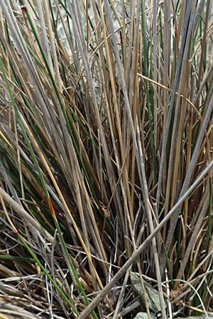 Schoenus nigricans \ Schwrzliche Kopfbinse / Black Bog-Rush, I Liguria, Levanto 4.10.2023