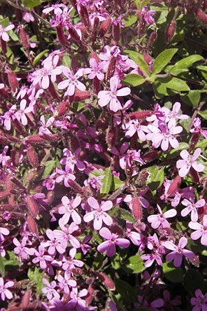 Saponaria ocymoides \ Rotes Seifenkraut / Rock Soapwort, I Liguria, Piana Crixia 21.5.2013