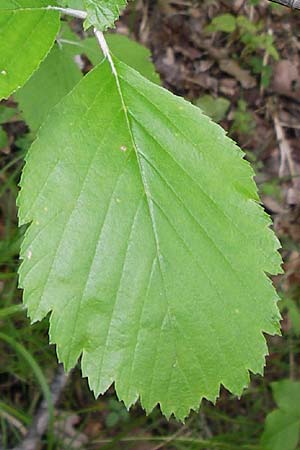 Sorbus latifolia s.l. \ Breitblttrige Mehlbeere / Broad-Leaved European Mountain-Ash, I Liguria, Sassello 25.5.2013
