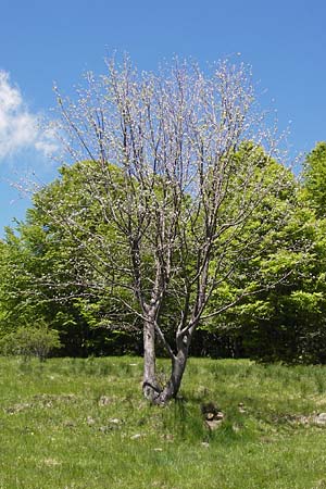 Sorbus aria \ Echte Mehlbeere / Whitebeam, I Liguria, Molini di Triora 26.5.2013
