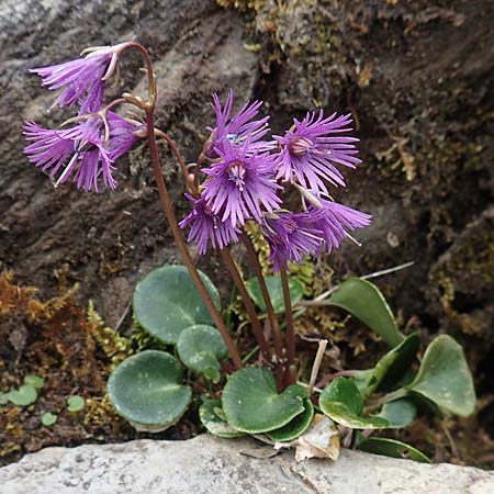 Soldanella alpina \ Alpenglckchen / Alpine Snowbell, I Alpi Bergamasche, Pizzo Arera 9.6.2017