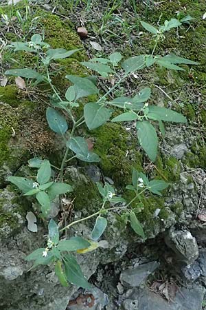 Solanum chenopodioides \ Gnsefublttriger Nachtschatten, Zierlicher Nachtschatten / Whitetip Nightshade, Goosefoot Nightshade, I Liguria, Sestri Levante 3.10.2023