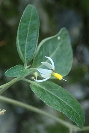 Solanum chenopodioides \ Gnsefublttriger Nachtschatten, Zierlicher Nachtschatten / Whitetip Nightshade, Goosefoot Nightshade, I Liguria, Sestri Levante 3.10.2023